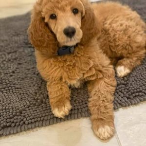 Meet your Posher, Karen